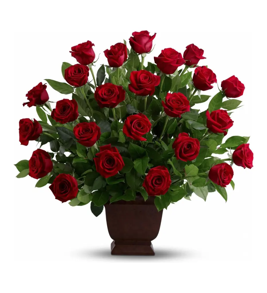 Long-stem red roses fanned out in a footed brown container
